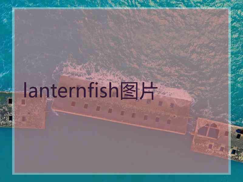 lanternfish图片