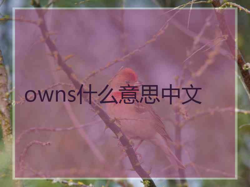 owns什么意思中文