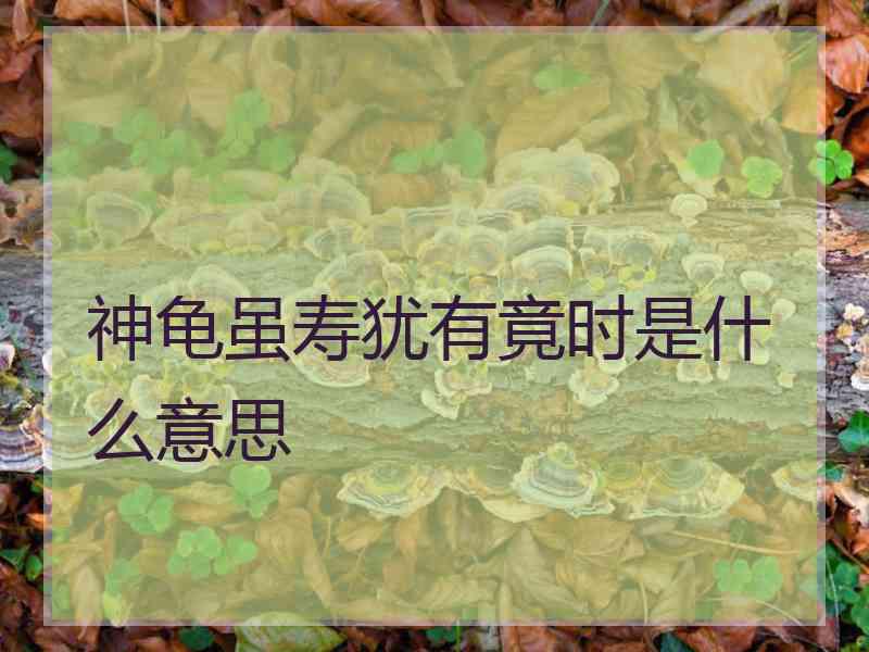 神龟虽寿犹有竟时是什么意思